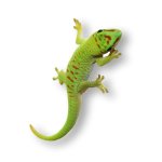 Gecko Terrarien