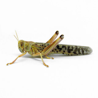 desert locust adult