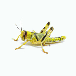 Wüstenheuschrecken subadult 100 Stück
