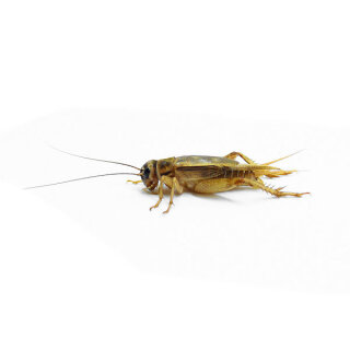 crickets smal 80 pcs.
