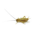 crickets smal 80 pcs.