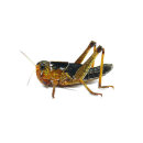 Ägyptische_Wanderheuschrecke subadult 11 Stk.