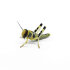 desert locust subadult 10 pcs.