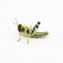 desert locust subadult 10 pcs.