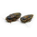 cockroaches smal ca.20 pcs.