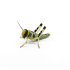 Wüstenheuschrecken klein 50 Stück