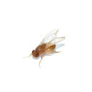 Drosophila Hydei "Golden"