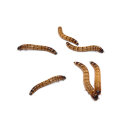 Zophobas
